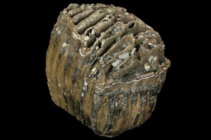 Partial Southern Mammoth Molar - Hungary #111855